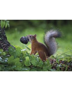 Postikortti WWF