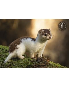 Postikortti Suomen luonnonsuojeluliitto