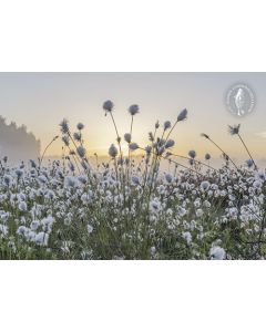 Postikortti Suomen luonnonsuojeluliitto