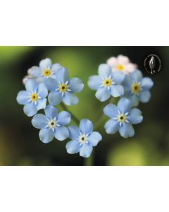 Postikortti Suomen luonnonsuojeluliitto