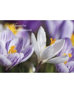 Postikortti kevät Jorma Jämsen