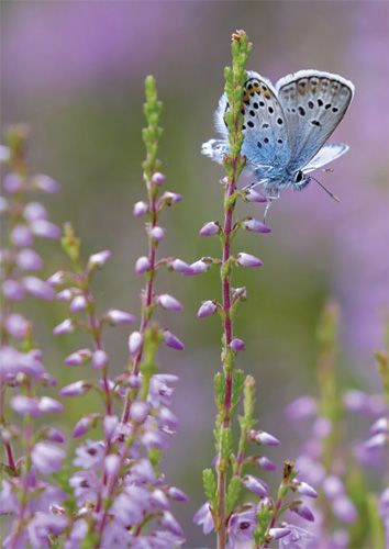 Postikortti WWF
