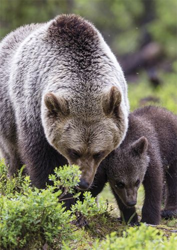 Postikortti WWF