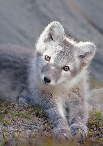 Postikortti WWF
