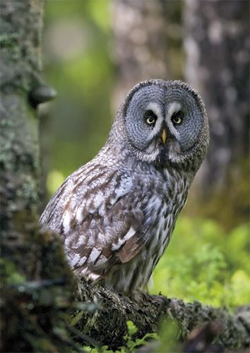 Postikortti WWF
