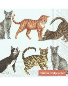 CATS light blue 25cm