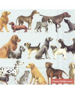 DOGS light blue 33cm