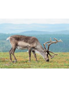 Postikortti matkailu