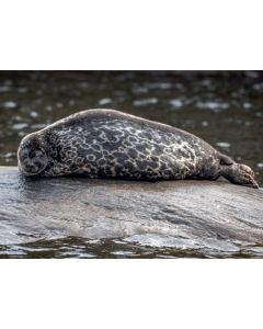 Postikortti matkailu