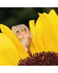 2-osainen neliökortti