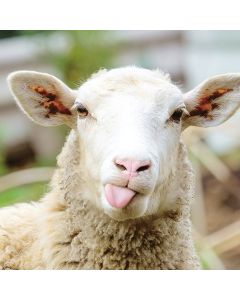 2-osainen neliökortti