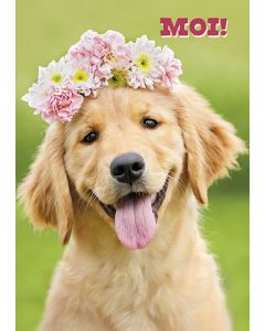 Postikortti hupi Avanti