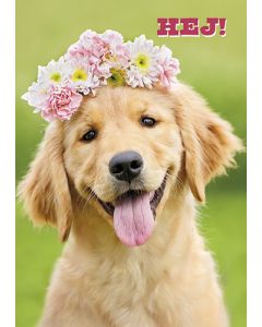 Postikortti hupi Avanti ruotsinkielinen