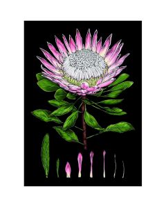 1-os kortti Catherine Lewis