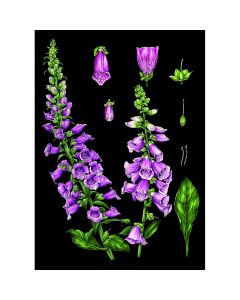 1-os kortti Catherine Lewis