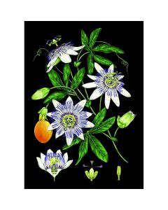 1-os kortti Catherine Lewis