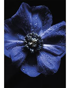 Postikortti tekstitön