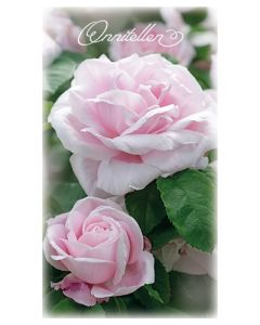 2-osainen onnittelukortti