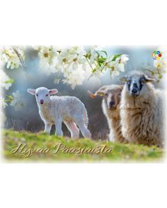 Pääsiäiskortti Suomen Syöpäpotilaat postimaksu maksettu