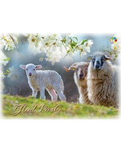 Pääsiäiskortti Suomen Syöpäpotilaat ruotsinkielinen postimaksu maksettu