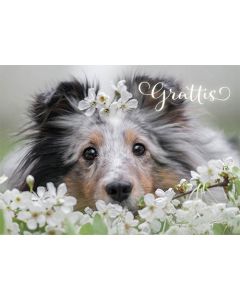 Postikortti eläin ruotsinkielinen