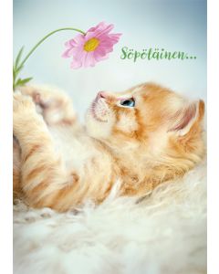 Postikortti hupi Avanti