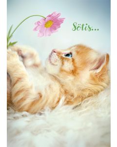 Postikortti hupi Avanti ruotsinkielinen