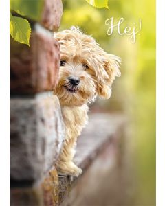 Postikortti hupi Avanti ruotsinkielinen