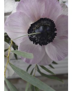 1-os kortti Johanna Björkman