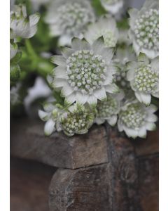 1-os kortti Johanna Björkman