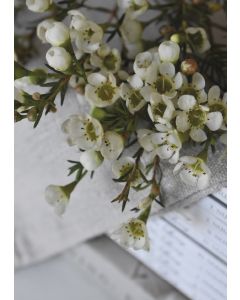 1-os kortti Johanna Björkman