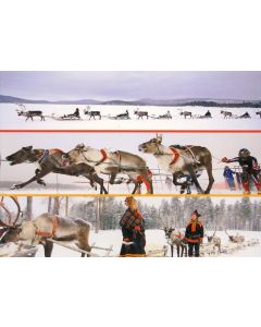 1-os kortti Poro talvi