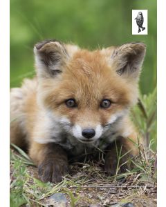 1-os kortti Suomen Luonnonsuojeluliitto