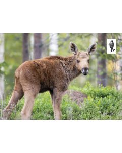 1-os kortti Suomen Luonnonsuojeluliitto