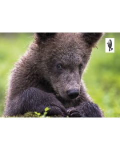 1-os kortti Suomen Luonnonsuojeluliitto