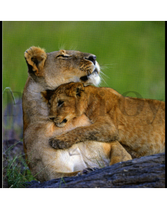 1-os neliökortti Aquarupella