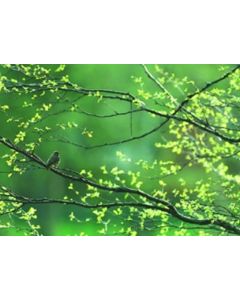 1-os kevätvuodenaika