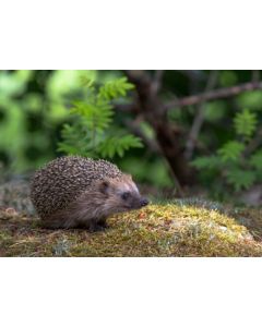 1-os kevätvuodenaika