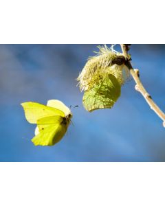 1-os kevätvuodenaika