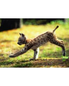 1-os kevätvuodenaika