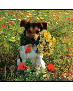 1-os neliökortti Aquarupella