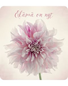 1-os neliökortti Anna-Mari West