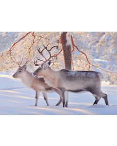 1-osainen matkailukortti