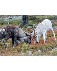 1-osainen matkailukortti