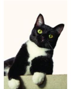 Postikortti eläin Hallmark