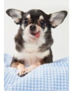 Postikortti eläin Hallmark