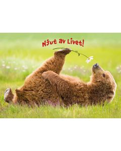 1-os hupikortti R Avanti