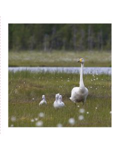 2-os neliökortti Luonto 14,5x14,5 cm