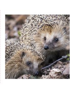 2-os neliökortti Luonto 14,5x14,5 cm