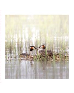 2-os neliökortti Luonto 14,5x14,5 cm